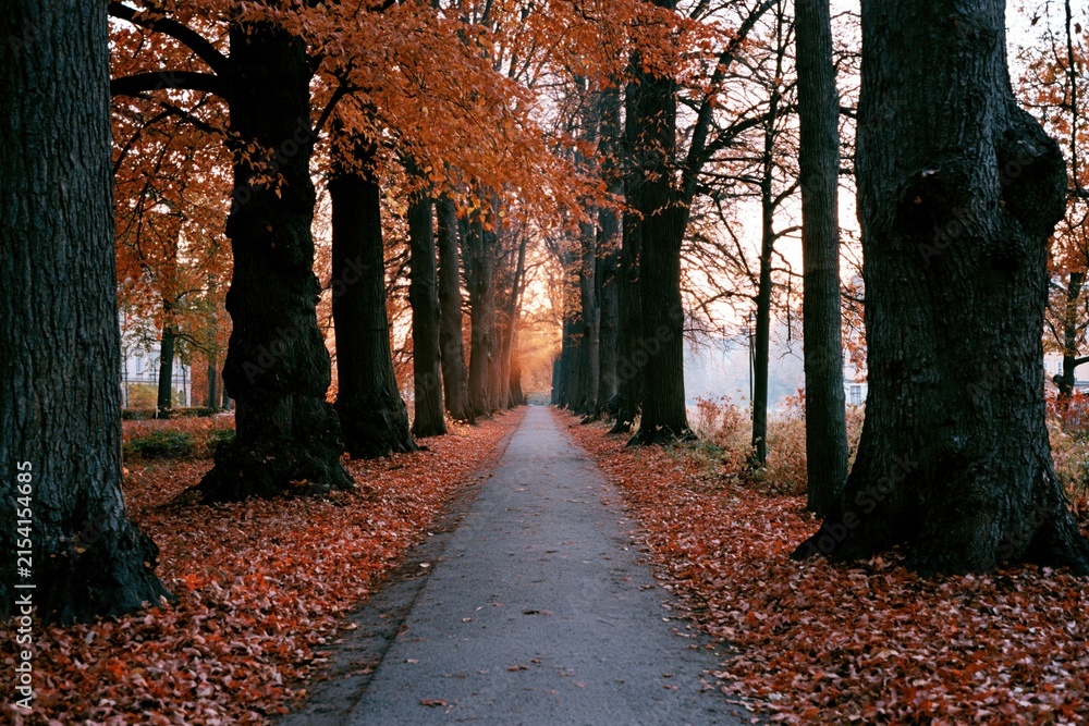 Obraz premium The Autumn Path Through Tall Trees Bathed in Golden Sunset Light