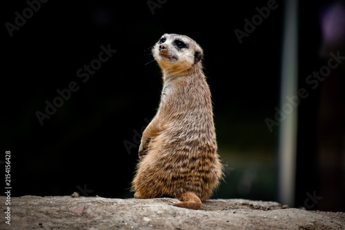 Cuadro en lienzo meerkat on guard