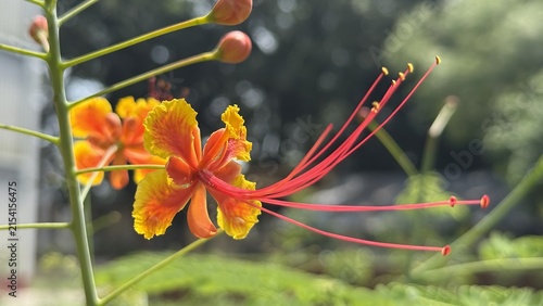 Принти на полотні A single vibrant orange and yellow peacock flower with long stamens