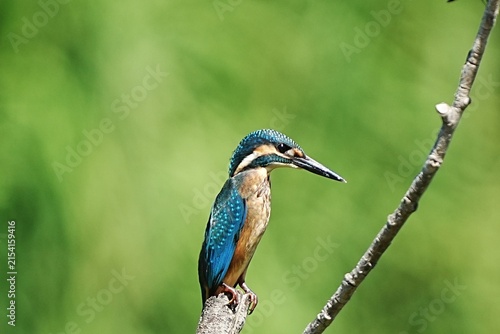 Colorful Kingfisher Bird Close-Up in Natural Light