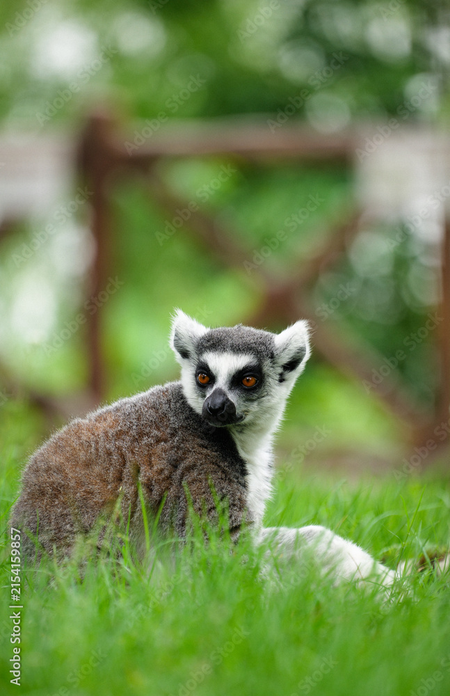 Fototapeta premium A ring-tailed lemur sitting on the grass looking back in an instant