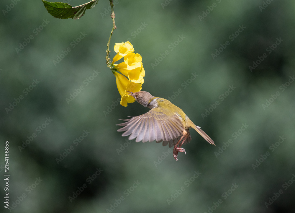Obraz premium Common tailor bird sucking nectar from flowers. Selective focus.
