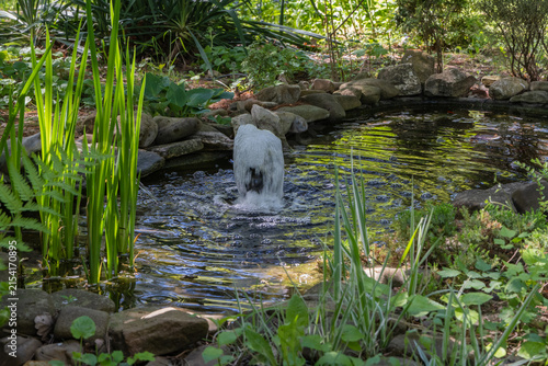 Small garden pond surrounded by rocks and lush greenery including tall grass and ferns. Miniature waterfall cascades into the pool, creating ripples in calm water surface.