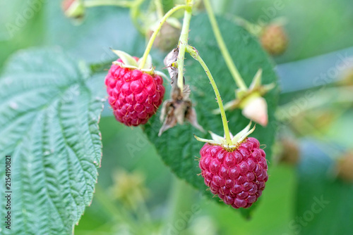 Red raspberries on a bush