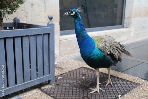 Cuadro en lienzo peacock in valladolid in spain