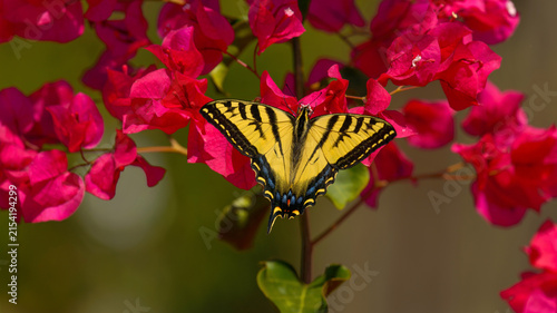 Golden Butterfly On Red Flowers - A Western Tiger Swallowtail butterfly feeding on a red Bougainvillea bush in a Summer garden. Monterey, California, USA.