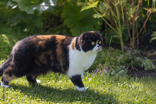 Fotografía Calico Exotic Shorthair Cat Walking Through Sunny Garden Grass With Alert Expres