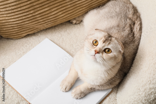 Photography Cute scottish fold cat with golden eyes lying on a cozy blanket next to an open