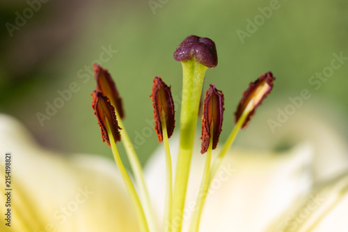 Macro Close-Up Of Yellow Lily Stamen And Pistil With Soft Bokeh Background