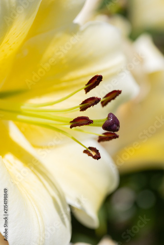 Fotografie Close-Up Yellow Lily Flower Stamens Macro Photography Showing Pollen, Petals and