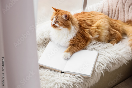 Cute red cat with book lyin...