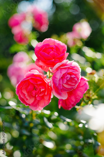 Quadro su tela Pink Pomponella Floribunda Rose Flowers in Summer Garden