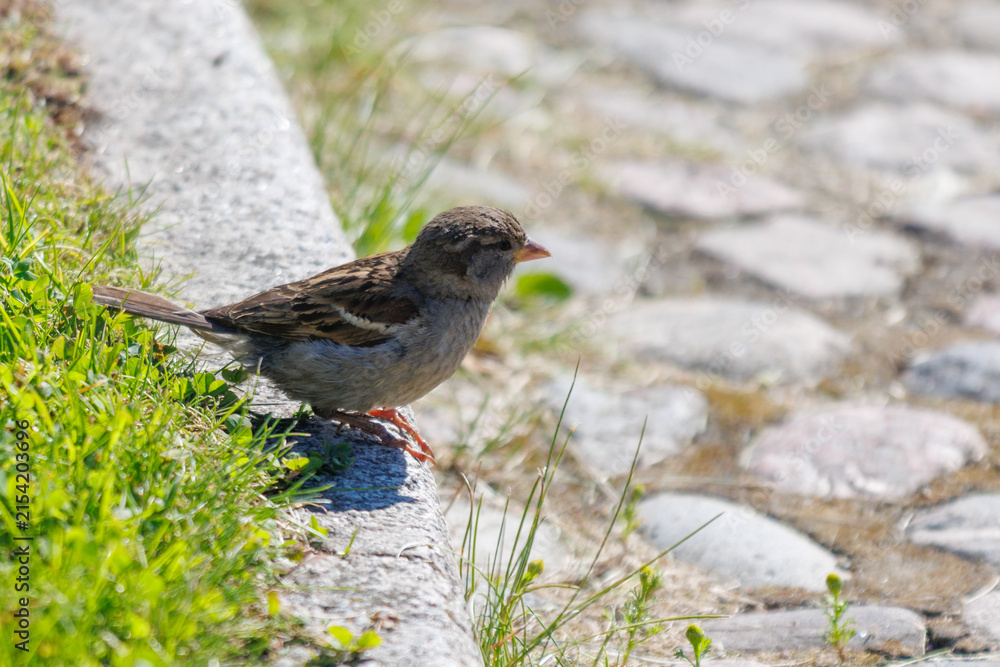 Obraz premium Small bird perches on grass beside stone path