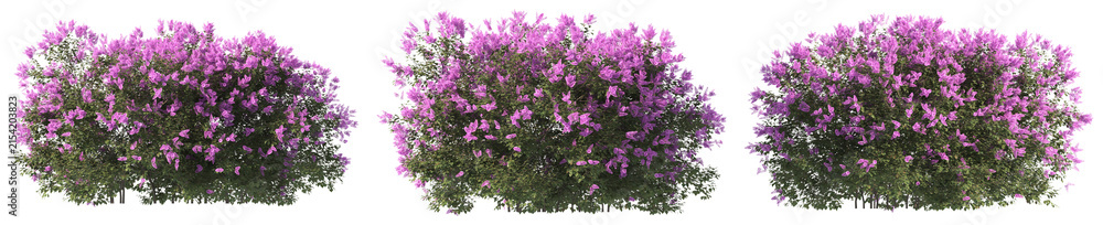 Obraz premium three lush purple flowering bushes, meticulously isolated against a deep transparent background, perfect for architectural renders or landscape design applications.