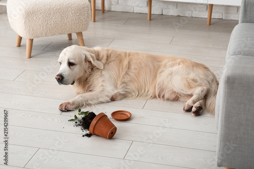 Naughty Labrador dog with fallen flowerpot on floor at home