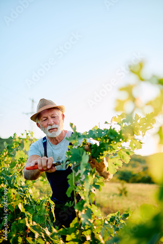 Fotografía Senior viticulturist working in a sunny vineyard, carefully pruning green grapevines with shears