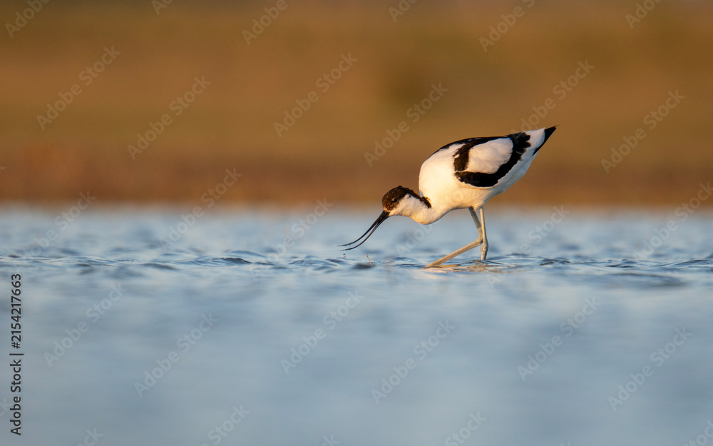 Foto Avocet
