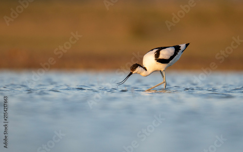 Photography Avocet