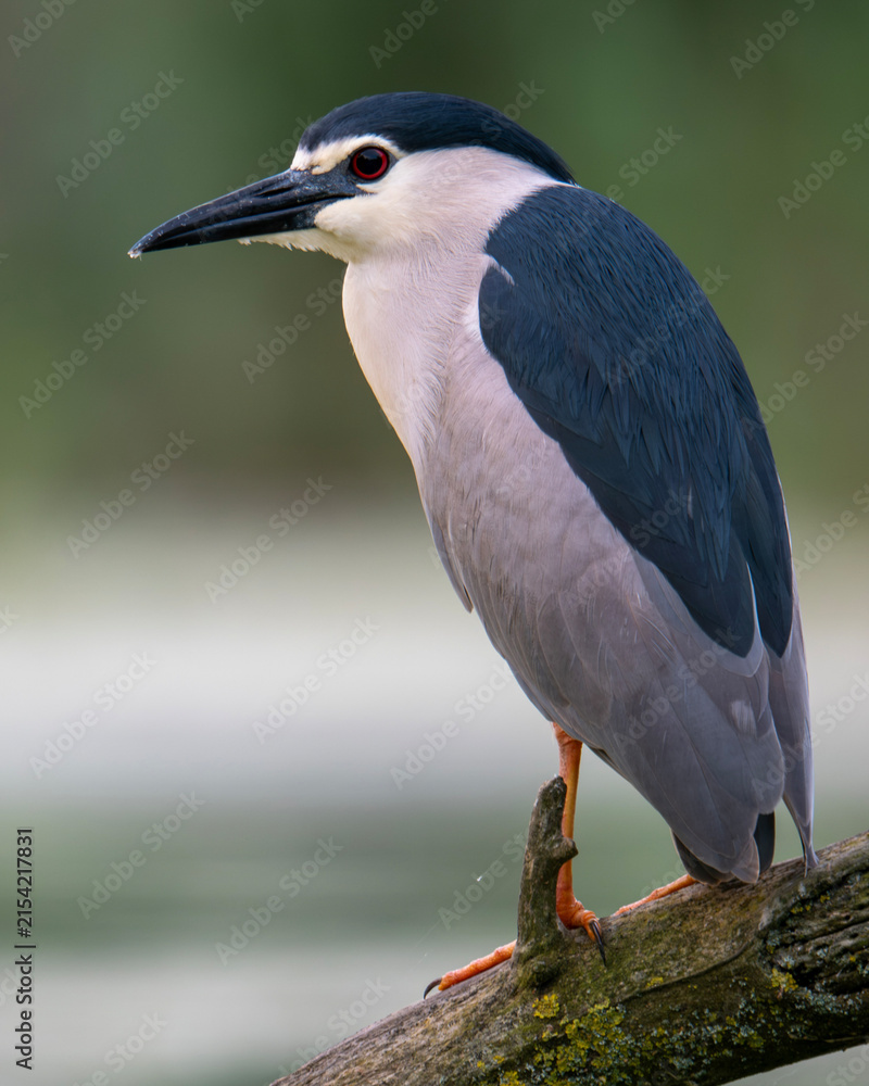 Fotografie Night heron