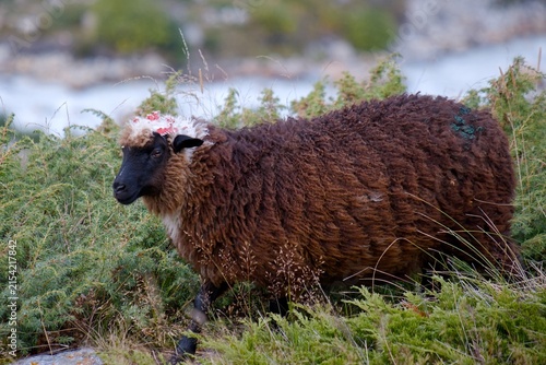 Sheep near Base Camp of Bezengi, Kabardino Balkaria, Russia