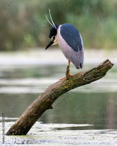 Obraz na plátne Night heron
