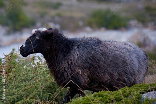 Sheep near Base Camp of Bezengi, Kabardino Balkaria, Russia