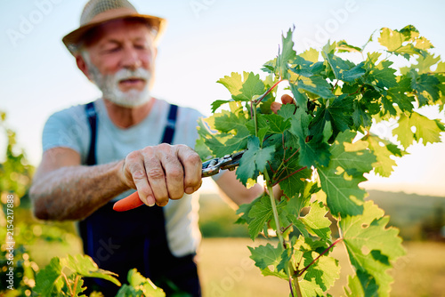 Konstfotografi Experienced winemaker working in a vineyard, trimming grape leaves with shears during golden hour