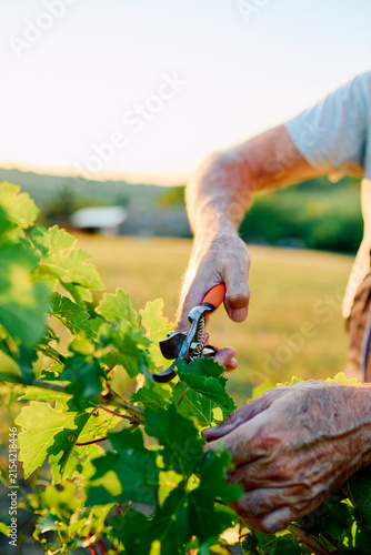Obraz na plátně Worker hands carefully pruning grape vines with shears in a vineyard
