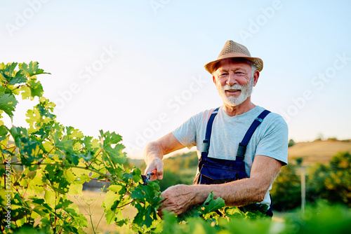 Obraz na płótnie Senior man smiling while working in a vineyard, pruning grapevines with shears