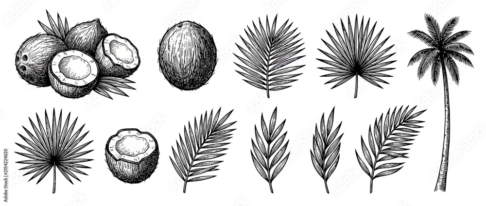 Fototapeta premium Tropical Coconut Fruits and Palm Leaves Illustration