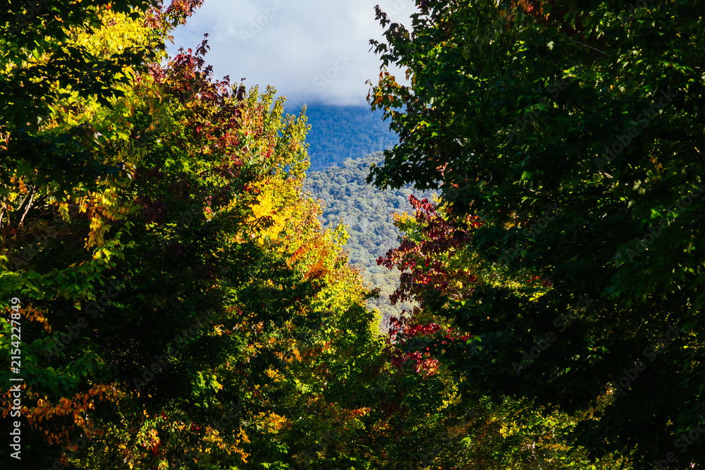 Fototapeta premium Autumn trees frame view of forested mountains in Buckland Valley Victoria Australia