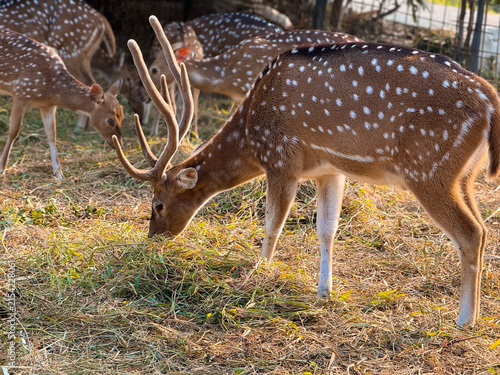 Fotografie A herd of spotted axis deer grazing on dry grass in an outdoor park with bamboo trees in the background