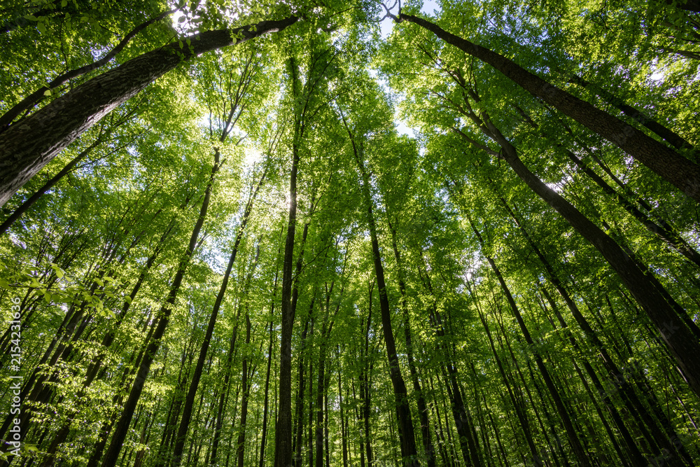 Obraz premium forest trees. nature green wood sunlight backgrounds.