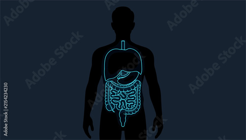 Anatomical illustration of the human digestive system glowing in neon blue lines against a dark silhouette representing internal organs.