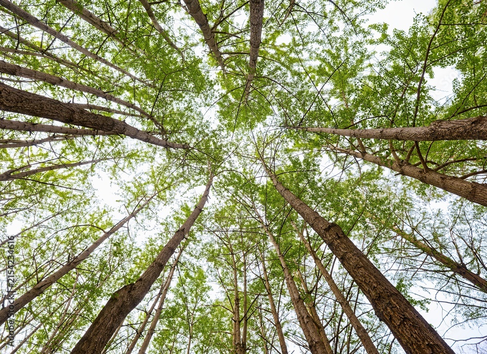 Fototapeta premium Low angle view Forest tree trunks Green canopy Sky natural background Environmental concept