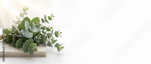 Fresh Eucalyptus Leaves on White Marble Background with Copy Space