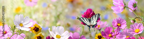Schmetterling 1537