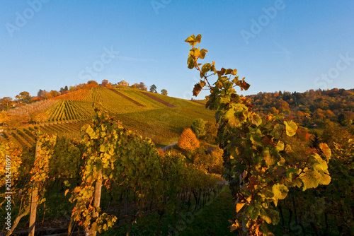 Germany, Baden Wuerttemberg, Stuttgart, View of vineyard