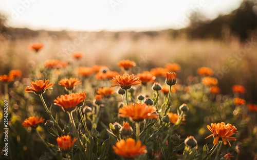 A field of vibrant orange calendula flowers blooming in the soft golden light of a late afternoon, with a blurred meadow background, creating a warm, and peaceful atmosphere, in nature