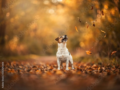 A small jack russell terrier dog standing on a path covered with fallen autumn leaves, looking up at the sky as colorful leaves drift down through the air in a park during the fall season