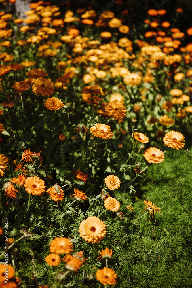 Obraz premium Yellow Chrysanthemum flowers in a summer field