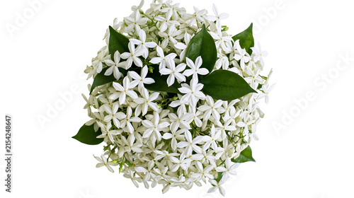 Canvastavla Abundant cluster of small white star-shaped jasmine flowers with green leaves, i