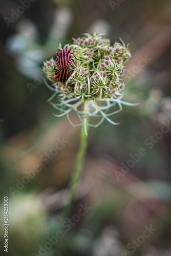 Obraz na płótnie Two striped shield bugs (Graphosoma italicum) mating on a wild carrot flower umb