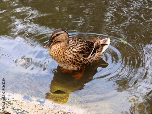 Obraz na płótnie Female mallard duck standing in a pond with water ripples and reflection near th