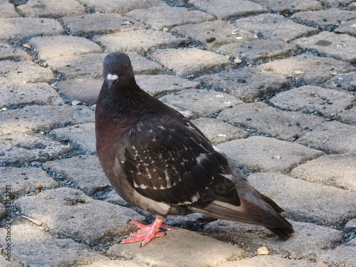 Foto Feral pigeon standing on a grey cobblestone pavement in the city