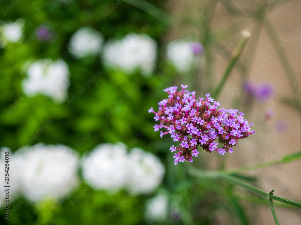 Obraz premium Purple Verbena Flower Blooming in a Summer Garden with Soft Green Background