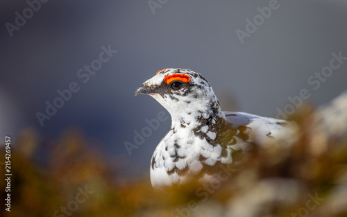View of a rock ptarmigan in its white winter plumage with a distinctive red comb above its eye, perched among rocky terrain in Valldal, More og Romsdal, Norway.