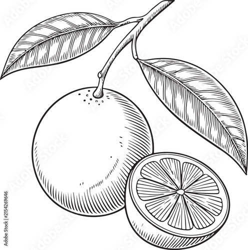 Calamansi Whole and Cut Hand-drawn Sketch Drawing Vector Illustration, Line Linear Symbol Black and White Engraving, Isolated