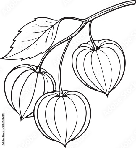 Golden berries Hand-drawn Sketch Drawing Vector Illustration, Line Linear Symbol Black and White Engraving, Isolated