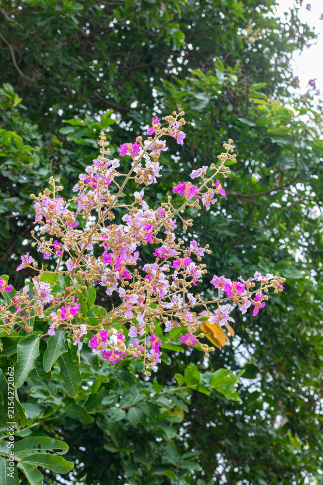 Obraz premium Purple flowers blooming on tree branch against blue sky and clouds